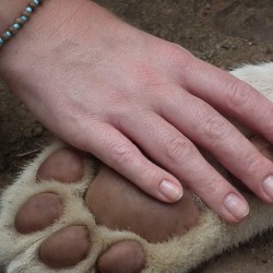Image of dog paw