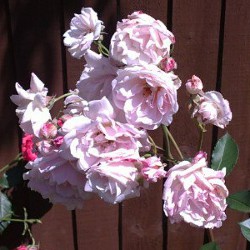 Pink roses