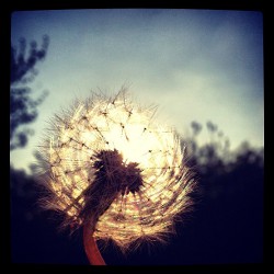 Photo of a Dandylion