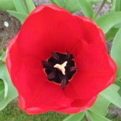 Red flower